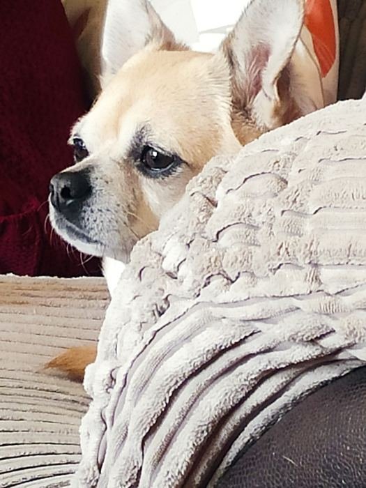 Bailey peeking over a fluffy cushion