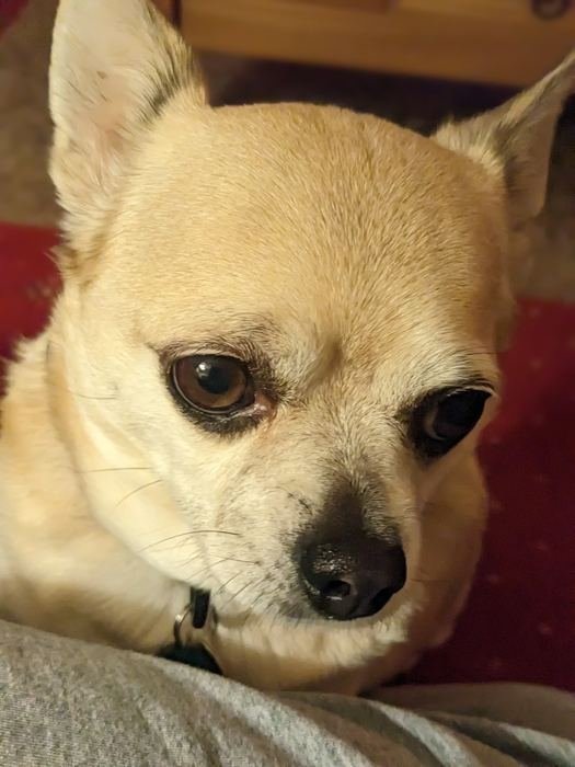 Portrait of Bailey looking thoughtful