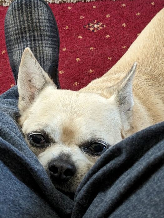 Bailey snuggled into a lap